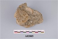 藏品(貨幣蟲)的圖片